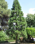 Tree Grow Kit