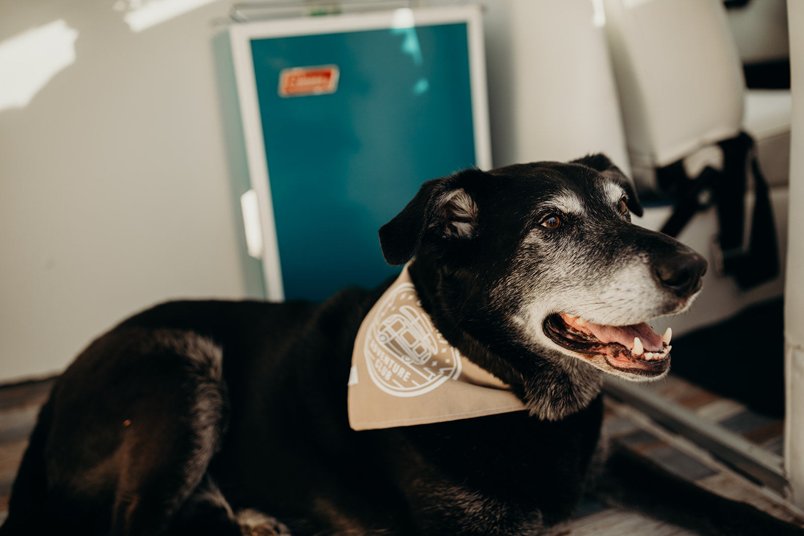 Dog bandana available in multiple colours with white adventure club logo